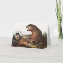 Buscar américa tarjetas Vida silvestre
