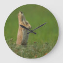 Buscar illg gordon de relojes de pared Animal