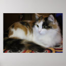 Buscar gato azul posters General y unisex