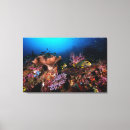 Buscar buceo con escafandra posters Pescados