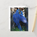 Buscar amor animal postales Para ellos