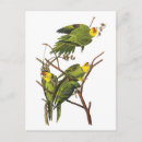 Buscar parakeet postales Ilustracion