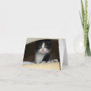 Buscar tuxedo tarjetas Felino