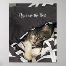 Buscar durmiente arte Gato dormido