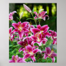 Buscar stargazer posters Jardín