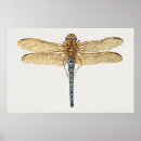 Buscar araña grande posters Insectos