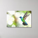 Buscar colibrí lienzos Naturaleza