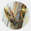 Buscar avispa pegatinas Insecto