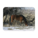 Buscar mustang tarjetas Nieve