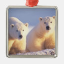 Buscar tundra adornos Alaska