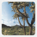 Buscar cactus del saguaro pegatinas Paisaje