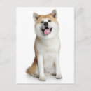 Buscar inu postales Shiba