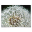 Buscar dandilion Blanco