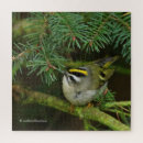 Buscar cantantes puzzles Pájaro