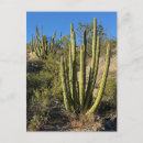Buscar órganos postales Arizona