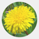 Buscar diente de león pegatinas Flores silvestres