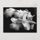 Buscar plumeria postales Naturaleza