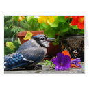 Buscar arrendajo azul postales Animal