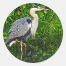 Buscar garza pegatinas Ardea herodias