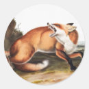 Buscar vulpes pegatinas Mamífero