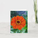 Buscar zinnia Naranja