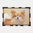 Buscar chihuahuas felpudos Para todos