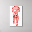 Buscar músculo lienzos Fondo blanco