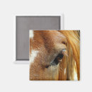 Buscar cerrado fotografía Amantes del caballo