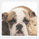 Buscar bulldog inglés pegatinas Horizontal