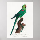Buscar pájaros exóticos posters Loros