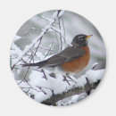 Buscar petirrojo imanes Nieve