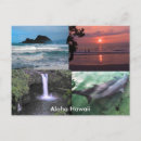 Buscar delfín hawaiano postales Delfines