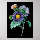 Buscar aster posters Black