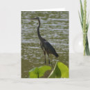 Buscar garza de gran azul tarjetas Pájaros