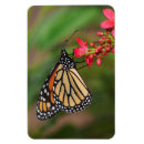 Buscar bicho imanes Monarca