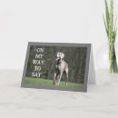 Buscar weimaraner fotografía Cumpleaños