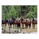 Buscar manada de caballos posters 6 º caballito