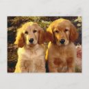 Buscar gol postales Cachorro