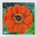 Buscar zinnia relojes de pared Flor
