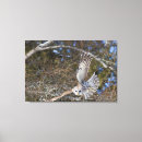 Buscar caza lienzos Pájaro