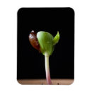 Buscar semilla imanes Manzana