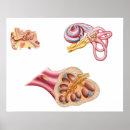 Buscar oído humano posters Imagen generada digitalmente