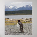 Buscar pingüino de rey posters Al aire libre