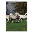 Buscar funcionamiento de los caballos postales Grupo