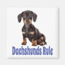 Buscar amo perros imanes Dachshund