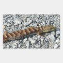 Buscar lizard pegatinas Vida silvestre