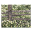 Buscar manzanilla posters Flor