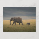 Buscar elefantes lindos postales Elefante bebé