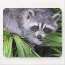 Buscar mapache lindo alfombrillas de raton Animales