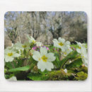 Buscar primula alfombrillas de raton Planta